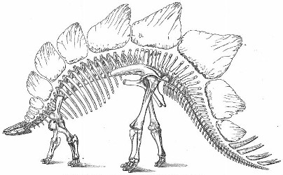 Marsh_1891_Stegosaurus